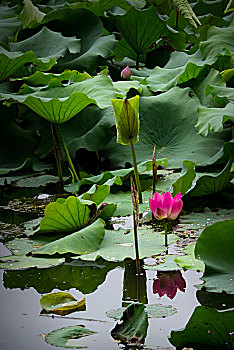 Floral tribute to former leaders