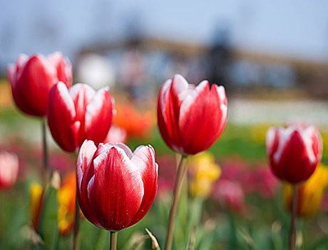 West Covina Cherry Blossom Festival This Saturday