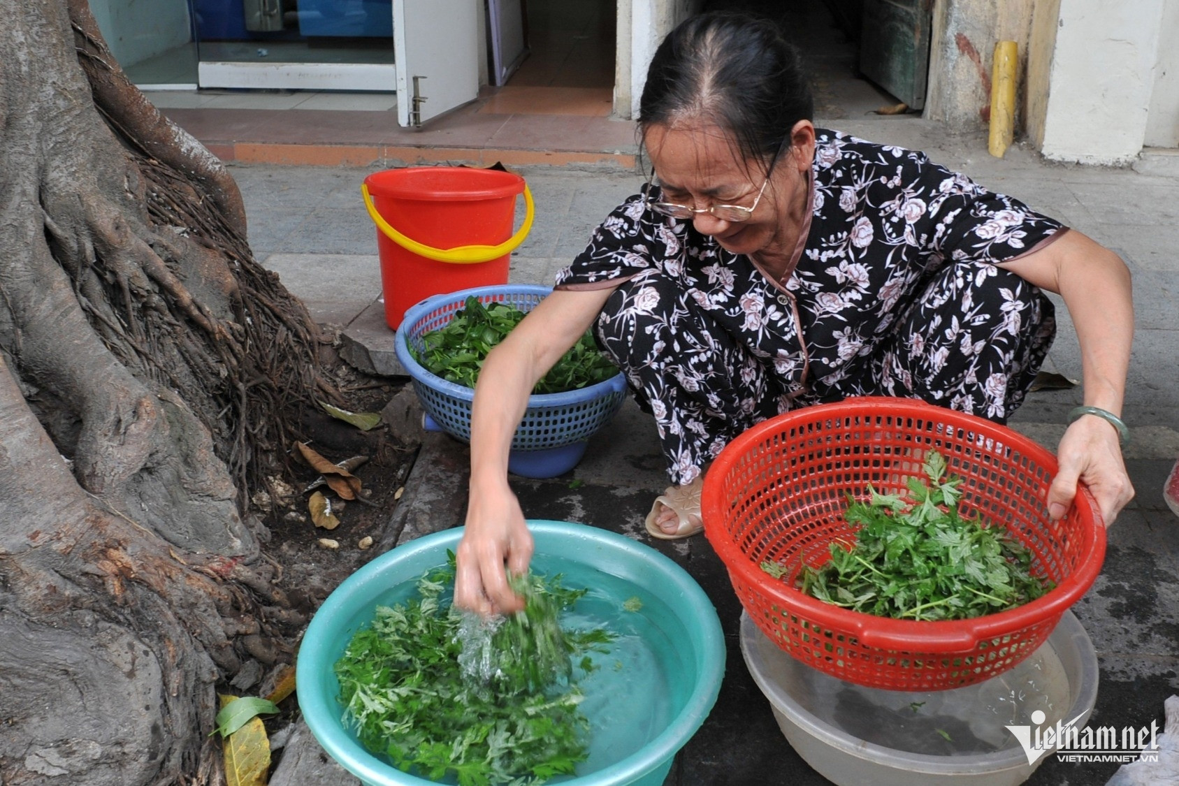 Sapling Descended from A-bombed Tree to Be Planted at Storrier Stearns Japanese Garden