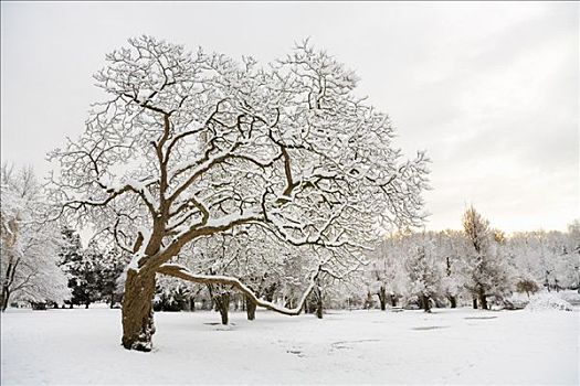 Descanso Gardens Closed Until Further Notice