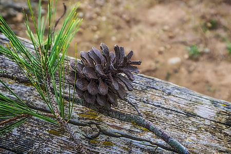 How Whiskey Can Cause Fungus To Spread