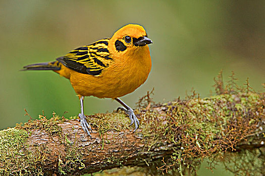 CALL TO ACTION: Stop the Fence at Tule Lake